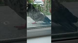 Фокус с лапой голубя, которому 6 лет учился у китайских мастеров.