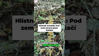 Hlístník hnízdák: Orchidej bez jediné kapky zelené barvy! 🤎🌿