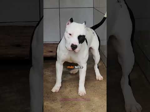 Dogo Argentino VS Pitbull #reels #dog #dogshorts #viralshort #perro #dogoargentino #pitbull #ytviral