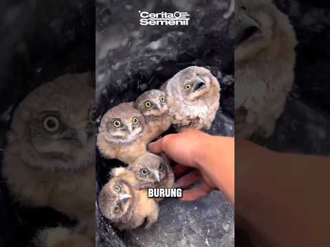 Pelepasan haru anak burung hantu ❤️🦉