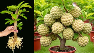 Unique Technique : For Grafting Sweetsop Tree From Cutting Faster With Aloe Vera