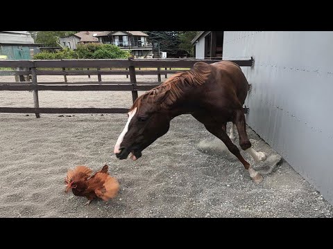 Funniest Videos Animals 🐧 - Best Of The 2024 Funny Animal Videos P5