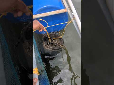 ഞണ്ട് ആദ്യത്തേത് ലാഭം.. #crab #crabfarming #farming #njandu #kerala #fishing #shortvideo #mudcrabs