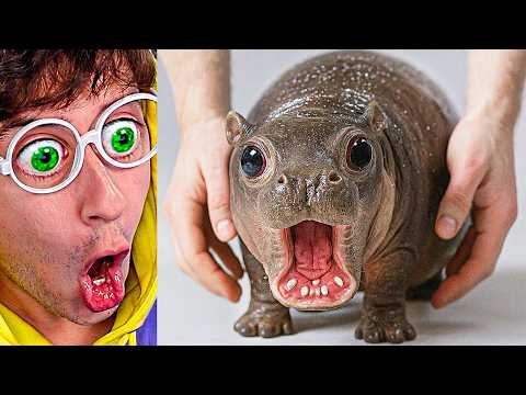 Animales BEBÉS más MONOS del MUNDO!!! (Intenta NO decir OOOOH) #7