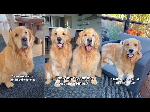 Things My Goldens Do That Don't Make Sense |Unless You're Them