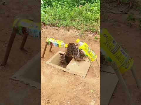 What a wonderful and easy bird trap.If you like comment below.#birdtrap #birdslover #birdwatching