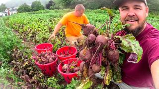 This Beet Harvest is Unbelievable (It’s Better Than Expected)