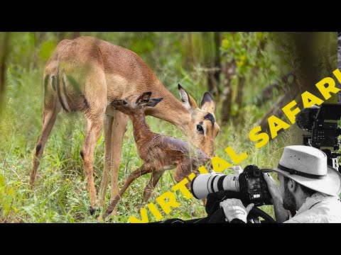 INCREDIBLE Impala Birth, Leopard Hunts & Pregnant Lionesses! - Virtual Safari #254