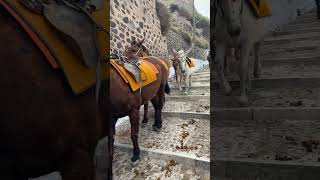 Santorini Greece the donkeys of shits hill up the path to the top. 🫏💩⛰️