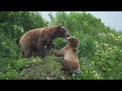 Mother bear ferociously defends cubs from aggressive male