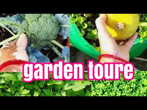 December terrace garden tour of winter vegetables growing