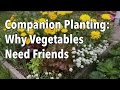 Beneficial Plants and Soil Health