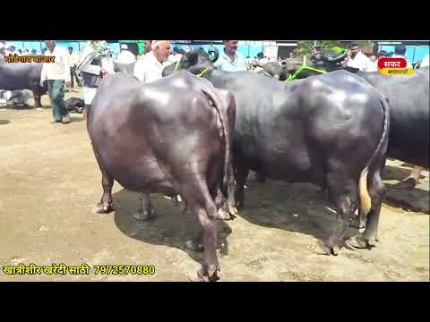 घोडेगाव म्हैस बाजार 🐃 म्हैस बाजार घोडेगाव ❤️🔴