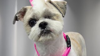 Update on Nugget: The One-Eyed Neglected Rescue Dog