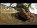 Common Toads and Their Habitats