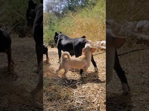 1 Md views #love #funny #puppy #ytshorts #animals #dog #farim  #subscribe #like #shorts