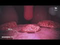 Digestive System Functions and Processes