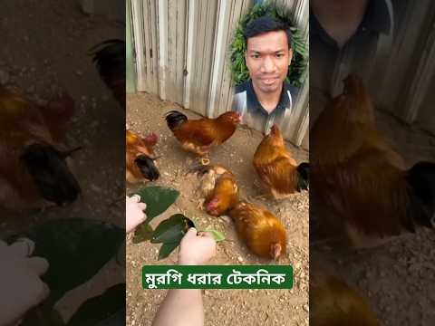 মুরগি ধরার কৌশল | How to Catch Hen in Village #shorts #viralvideo #chiken