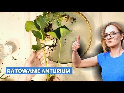 Jak uratować anturium krok po kroku