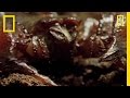 Scorpions: Predators of the Past and Present