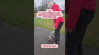 #dogtrainer #dogtraining ##Glasgowdogtrainer