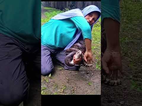 Cara Melepaskan Lilitan ul4r part 1