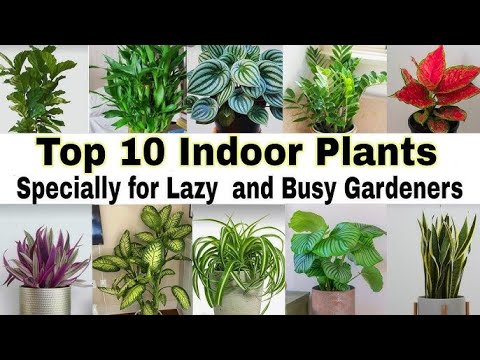 ये ११ फूलों के पौधे आप घर के अंदर भी लगा सकते हैं || 11 Best indoor flower plants || Top List Plant