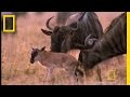 Wildebeest Migration and Behavior