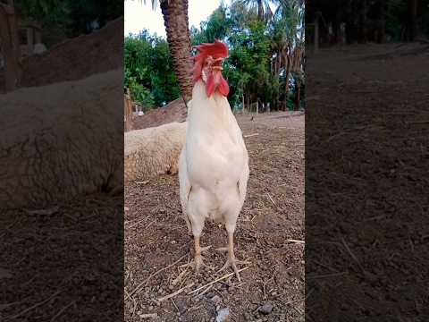 white rooster sound #cock #shorts #birds #chicken