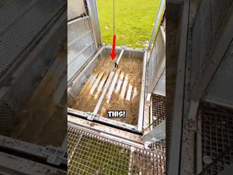 Why They Fully Submerge Sheep Like This #flystrike #farming #trendingshorts #fyp