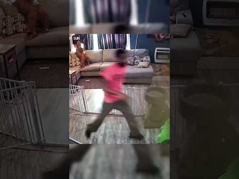 El perro que todos quieren, pero no pueden tener