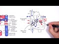 Cardiovascular System Concepts