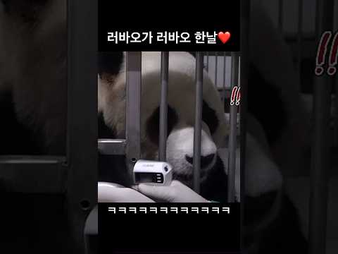 강바오 사육사님 러바오 아~!! 아~따라하는 러바오가 러바오한날❤️(우리 바오가족은 어쩜 이리 이름대로 사는지 ☺️)#lebao#pandababy(cr-뿌빠티비)