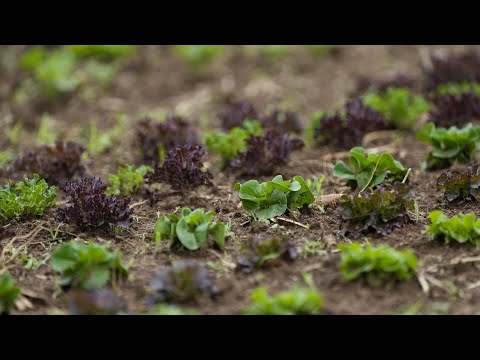 Sustainable vertical farm prototype hailed as future of farming