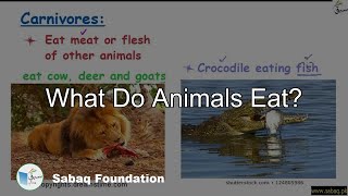 What do animals eat?