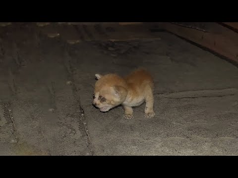 Injured Kitten with Eye Wound Abandoned, Cries Loudly for Help Upon Hearing Human Voices