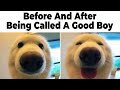 Narrator's Dog Reactions and Behaviors
