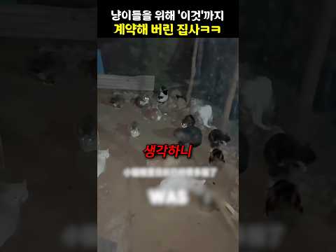 냥이들을 위해 ‘이것’까지 계약해 버린 집사ㅋㅋ