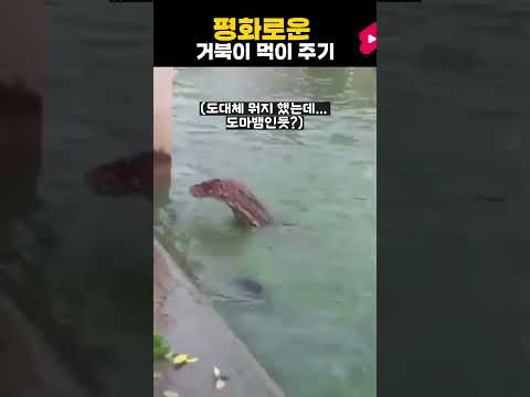 평화로운 거북이 먹이 주기
