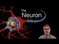 Neurons and Their Functions