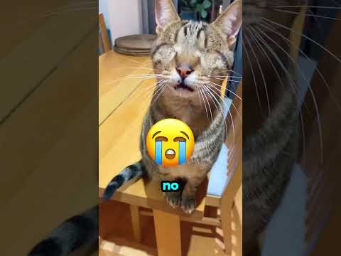 Se burlaron de ella… ¡Y luego los dejó sin palabras! 😮🦵👏