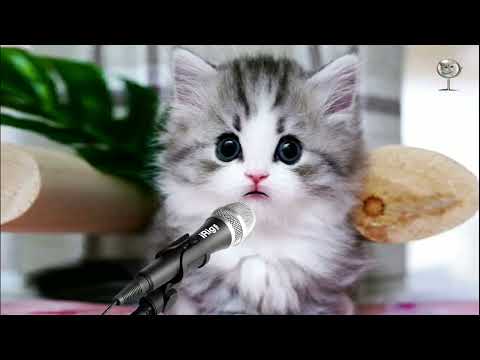 SHOLATULLAH SALAMULLAH | SHOLAWAT KUCING VIRAL