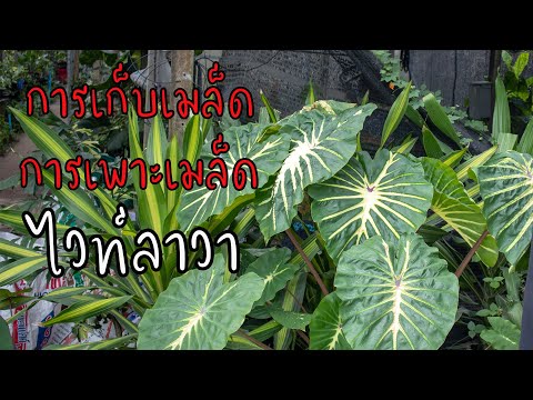 การเก็บเมล็ด-การเพราะมล็ด-โคโลคาเซียไวท์ลาวา-Colocasia-White OverSideTV การเก็บเมล็ด การเพราะมล็ด โคโลคาเซียไวท์ลาวา Colocasia White