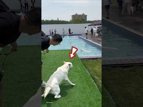 unbelievable this dog first time in swimming POOL #shortsvideo
