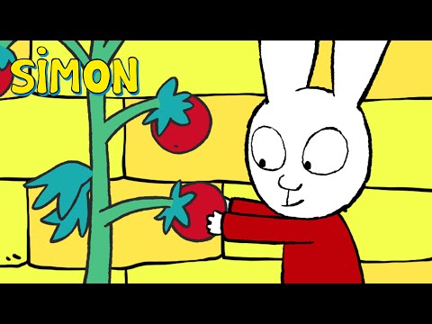 Simón y el Desastre de los Tomates | Simón | Episodios Completos Temp.1 | 30 min | Dibujos animados