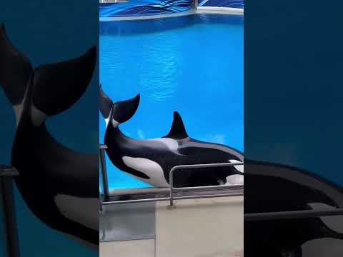 Orca Gets Stuck on Aquarium Fence🐋😱