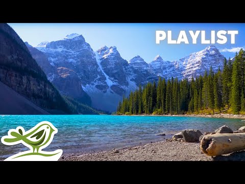 1 Hour of Peaceful Instrumental Music 🌳 Birds, Piano & Guitar for Relaxation, Focus, Study or Work