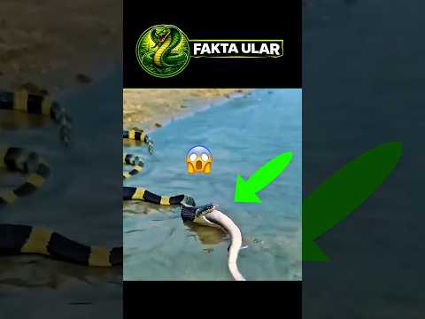 TAK DISANGKA! ULAR WELING MEMANGSA ULAR KOBRA⁉️😱#shortvideo #trending #viralvideo