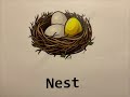 Understanding the Concept of Nest