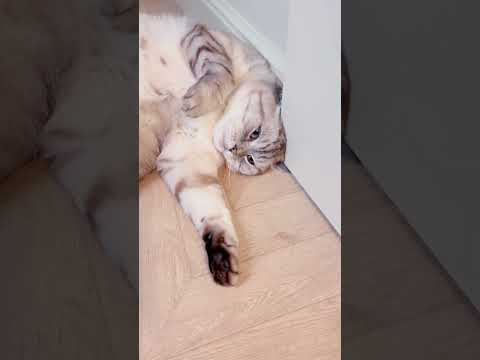 Пострадавший от производителей кормов.